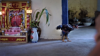 Ein Huhn spaziert durchs Haus, vorbei am Buddha-Schrein.